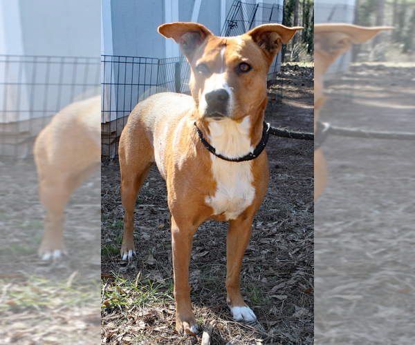 Medium Photo #4 Carolina Dog-Labrador Retriever Mix Puppy For Sale in Decatur, GA, USA