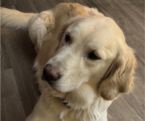 Father of the Golden Retriever puppies born on 11/20/2025