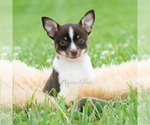Puppy Beverly hills Chihuahua