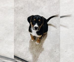 Shepweiller Puppy for sale in LEAF RIVER, IL, USA