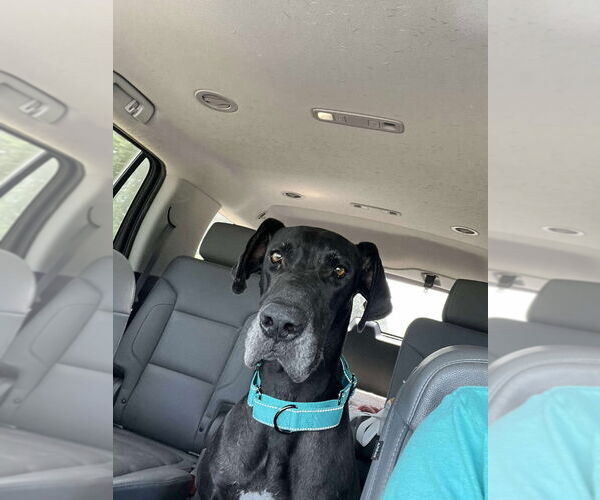 Medium Photo #4 Great Dane Puppy For Sale in Bullard, TX, USA