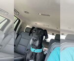 Small #3 Great Dane