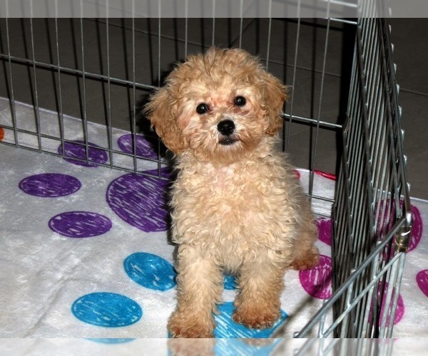 Medium Photo #10 Poodle (Toy) Puppy For Sale in ORO VALLEY, AZ, USA