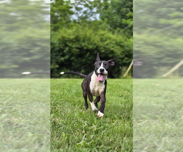 Medium Photo #3 American Pit Bull Terrier-Unknown Mix Puppy For Sale in Aurora, IN, USA