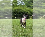 Small #2 American Pit Bull Terrier Mix