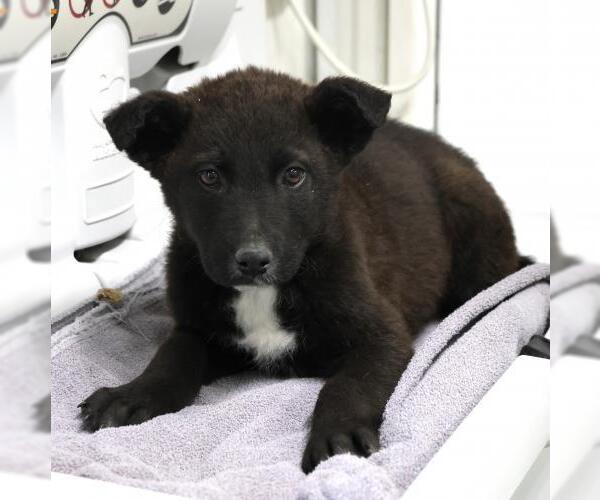 Medium Photo #1 Mutt Puppy For Sale in Thief River Falls, MN, USA