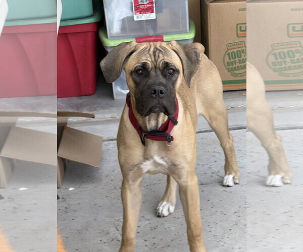 Medium Photo #4 Mutt Puppy For Sale in Goodyear, AZ, USA