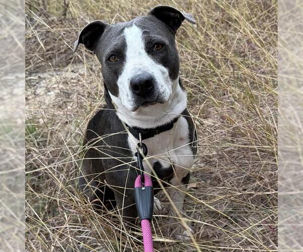 Medium Photo #1 American Staffordshire Terrier Puppy For Sale in San Antonio, TX, USA