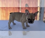 Small Photo #1 French Bulldog Puppy For Sale in OCEANSIDE, CA, USA
