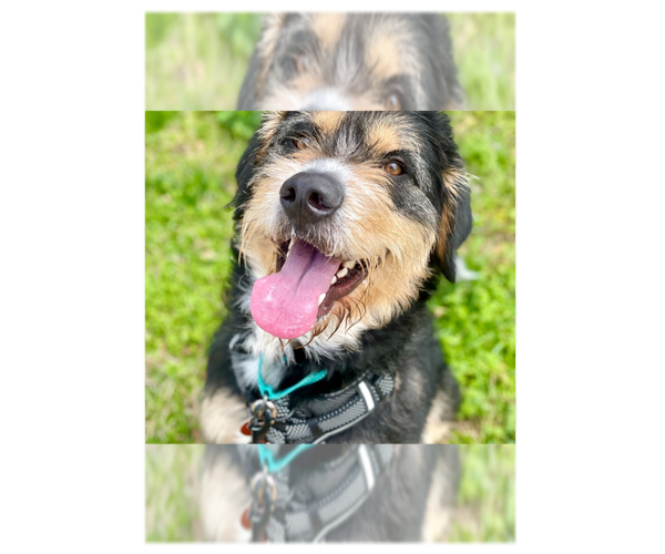 Medium Photo #1 Greater Swiss Mountain Dog-Irish Terrier Mix Puppy For Sale in Greenbelt, MD, USA