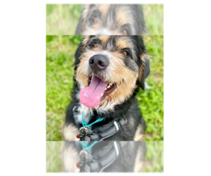 Greater Swiss Mountain Dog-Irish Terrier Mix Dogs for adoption in Greenbelt, MD, USA