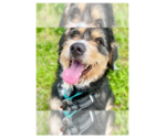 Small Greater Swiss Mountain Dog-Irish Terrier Mix