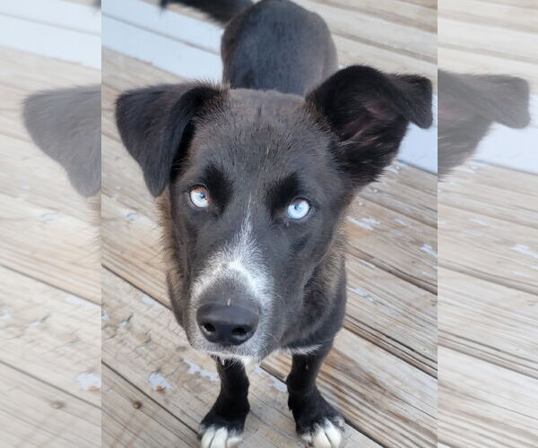 Medium Photo #1 Pembroke Welsh Corgi-Siberian Husky Mix Puppy For Sale in Denver , CO, USA