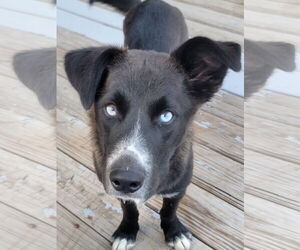 Medium Pembroke Welsh Corgi-Siberian Husky Mix