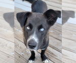 Small Pembroke Welsh Corgi-Siberian Husky Mix