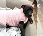 Small Photo #3 Mutt Puppy For Sale in Rockville, MD, USA