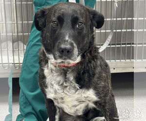 Henry - Male Pointer-Unknown Mix Dog for Adoption - Photo #3