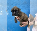 Small Photo #18 Boxer Puppy For Sale in LINTON, IN, USA