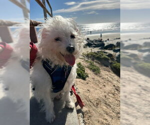 Maltipoo (Miniature) Dogs for adoption in San Diego, CA, USA