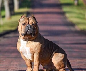 Father of the American Bully puppies born on 09/17/2022
