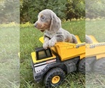 Small #3 Dachshund