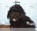Small Photo #6 Poodle (Miniature) Puppy For Sale in SANGER, TX, USA