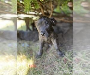 Presa Canario Puppy for Sale in DETROIT, Michigan USA