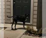 Small #6 Boxador
