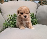 Small Photo #20 Maltipoo Puppy For Sale in GOSHEN, IN, USA