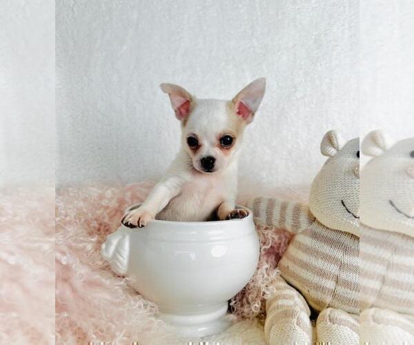 Medium Photo #20 Chihuahua Puppy For Sale in MIAMI, FL, USA