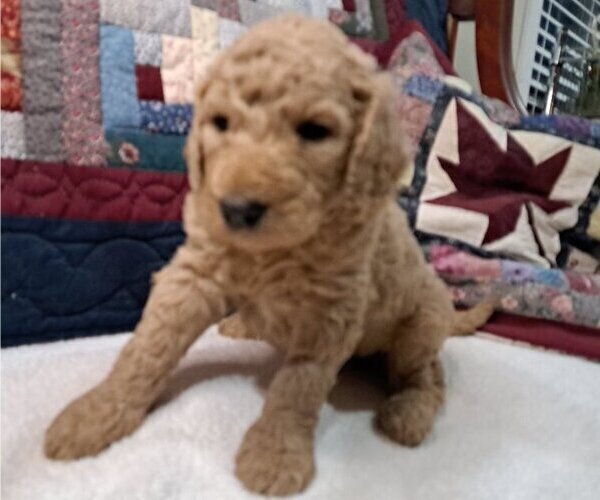 Medium Photo #12 Goldendoodle Puppy For Sale in PELHAM, NH, USA