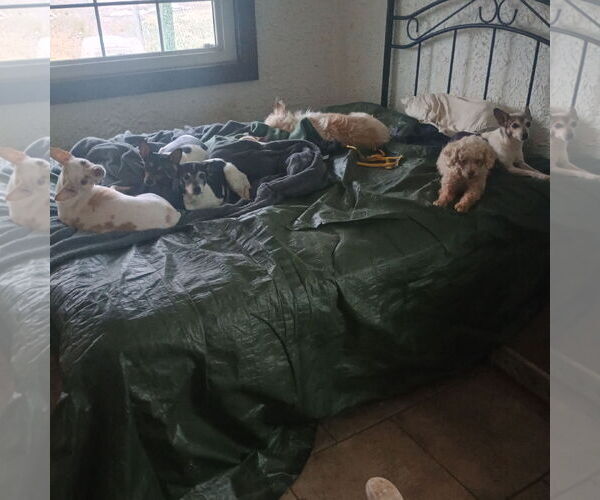 Medium Photo #2 Poodle (Miniature) Puppy For Sale in Bonifay, MO, USA