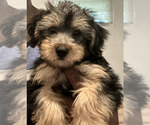 Small YorkiePoo