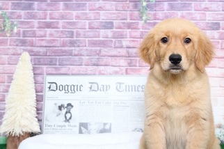 Golden Retriever Puppy for sale in BEL AIR, MD, USA