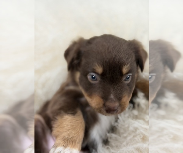 Medium Photo #33 Australian Shepherd Puppy For Sale in NEW BRAUNFELS, TX, USA