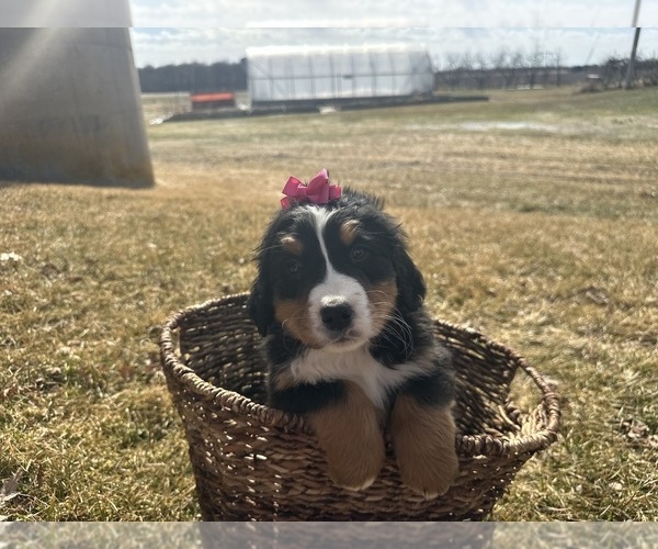Medium Photo #8 Bernese Mountain Dog Puppy For Sale in ATHENS, WI, USA