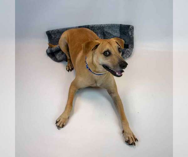 Medium Photo #3 Labrador Retriever-Unknown Mix Puppy For Sale in Kennesaw, GA, USA