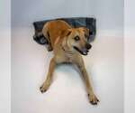 Small #2 Labrador Retriever Mix