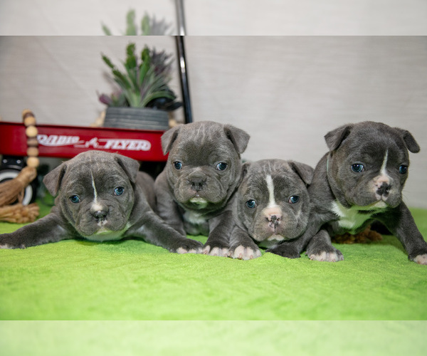 Medium Photo #1 Faux Frenchbo Bulldog Puppy For Sale in FRESNO, OH, USA