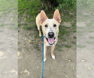 Labrador Retriever-Unknown Mix Dogs for adoption in Brewster, NY, USA