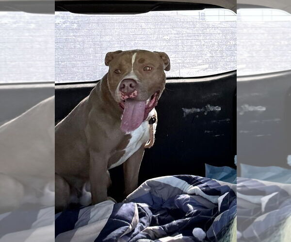 Medium Photo #2 American Staffordshire Terrier-Unknown Mix Puppy For Sale in Lake Forest, CA, USA