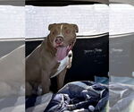 Small #1 American Staffordshire Terrier Mix