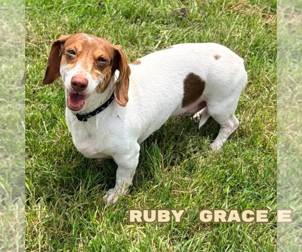 Medium Photo #9 Dachshund Puppy For Sale in San Antonio, TX, USA