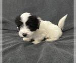 Puppy Puppy 3 Coton de Tulear