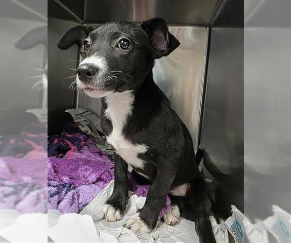 Medium Photo #2 American Staffordshire Terrier Puppy For Sale in San Antonio, TX, USA