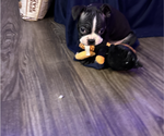 Puppy Dash Boston Terrier
