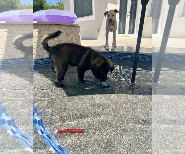 Medium Photo #6 Retriever -Unknown Mix Puppy For Sale in Royal Palm Beach, FL, USA