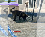 Small #5 Retriever  Mix