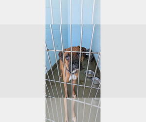 Boxer Dogs for adoption in Austin, TX, USA