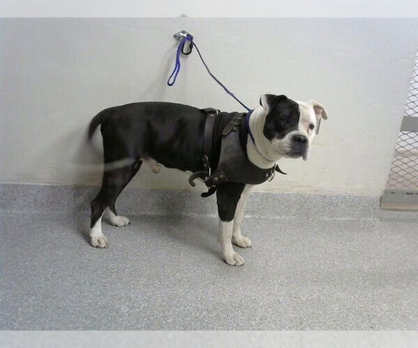 Medium Photo #1 American Pit Bull Terrier-Unknown Mix Puppy For Sale in Pasadena, TX, USA